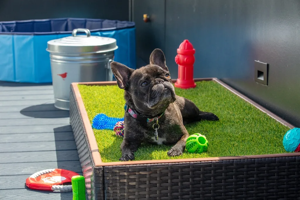 Pet-friendly home design with dog bed and cozy furniture